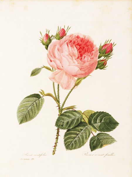 Cabbage Rose / Redouté 1835 od Pierre Joseph Redouté