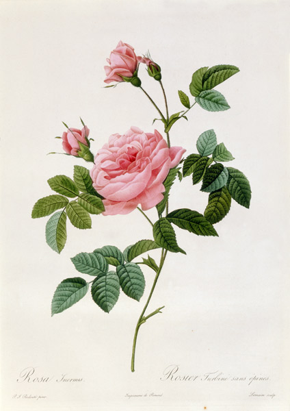 Rosa Inermis od Pierre Joseph Redouté