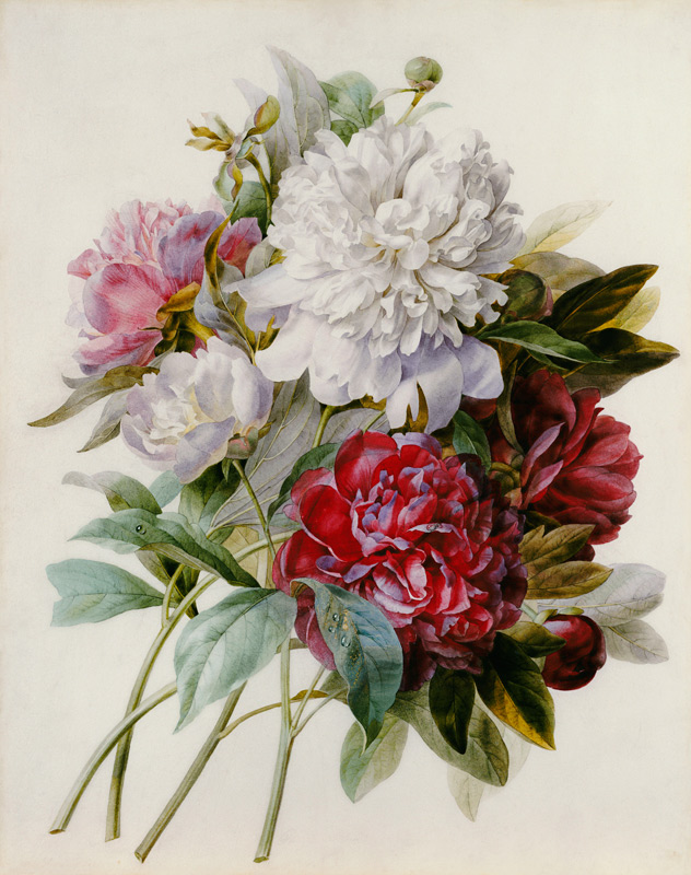A Bouquet Of Red, Pink And White Peonies od Pierre Joseph Redouté