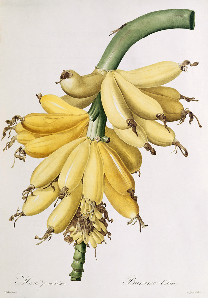 Banana od Pierre Joseph Redouté