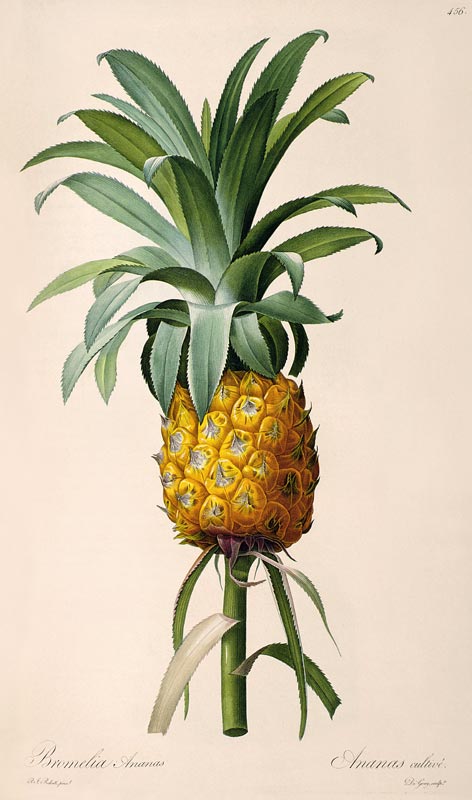 Bromelia Ananas, from 'Les Bromeliacees' od Pierre Joseph Redouté