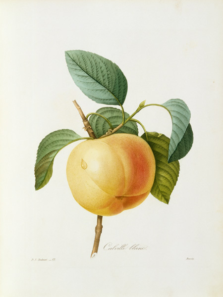 Jablko od Pierre Joseph Redouté