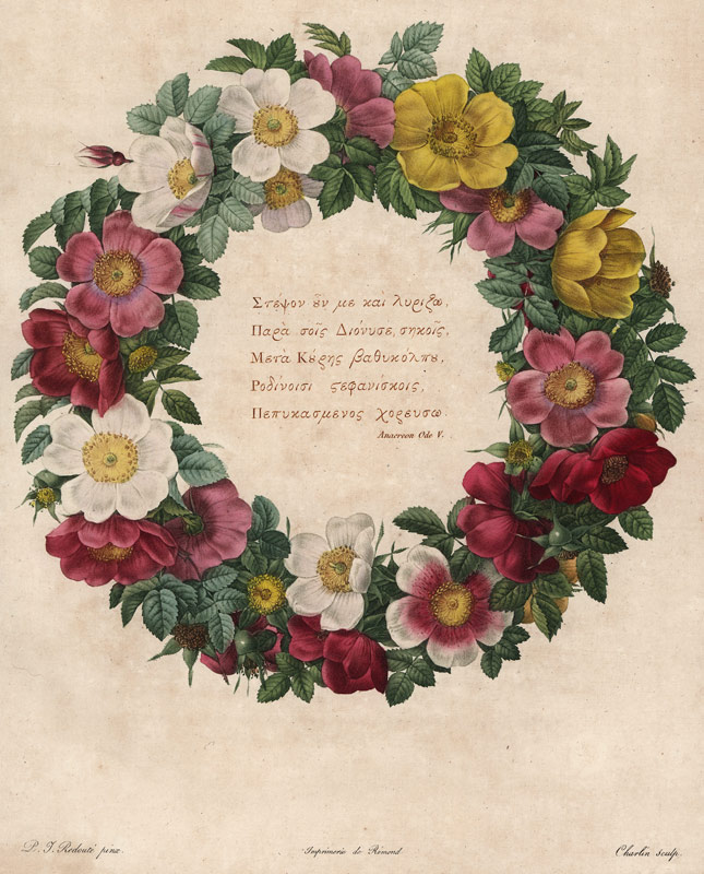 Christmas Roses od Pierre Joseph Redouté