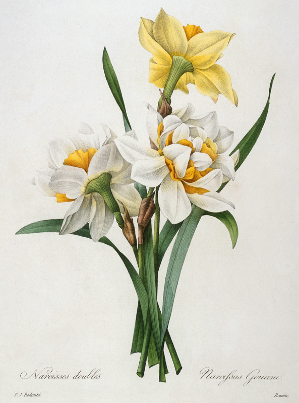 Daffodil / Redouté od Pierre Joseph Redouté