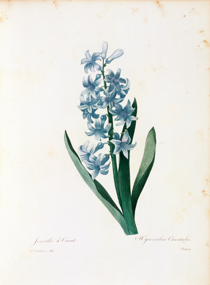 Hyacinth / Redouté od Pierre Joseph Redouté