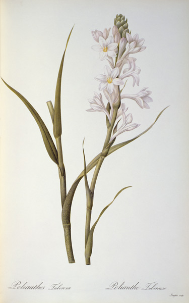 Polianthes Tuberosa, from `Les Liliacees' od Pierre Joseph Redouté