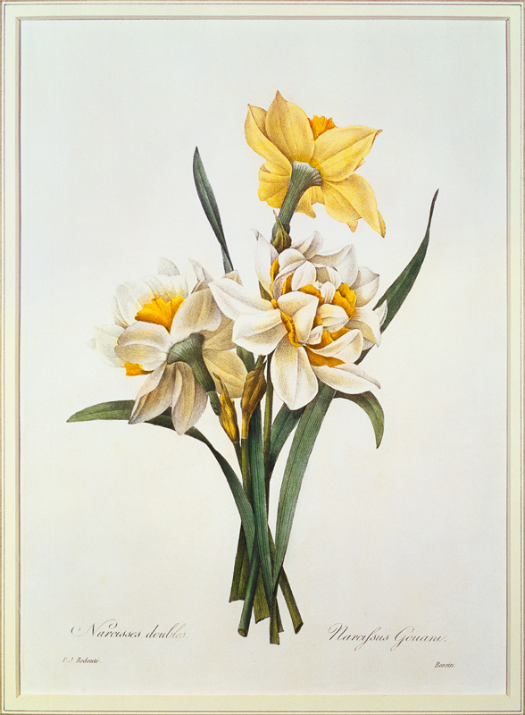 Narcissus gouani (double daffodil), engraved by Bessin, from 'Choix des Plus Belles Fleurs' od Pierre Joseph Redouté
