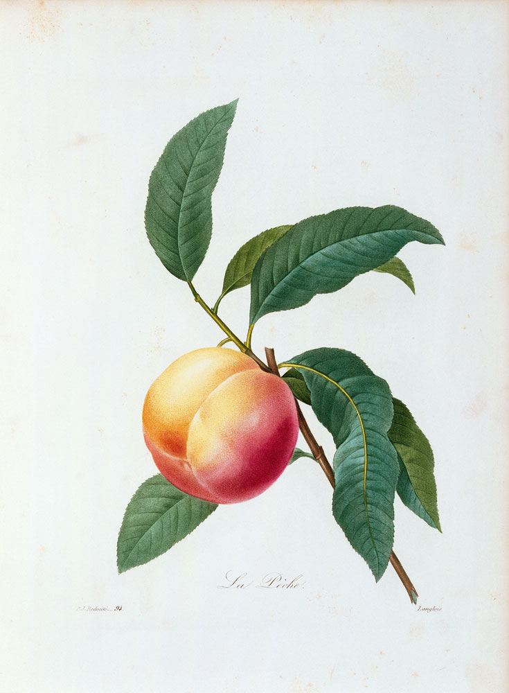 Peach / Redouté od Pierre Joseph Redouté
