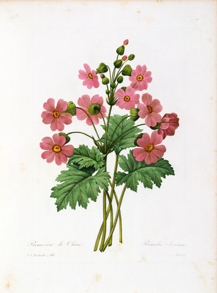 Primula Sinensis / Redouté od Pierre Joseph Redouté