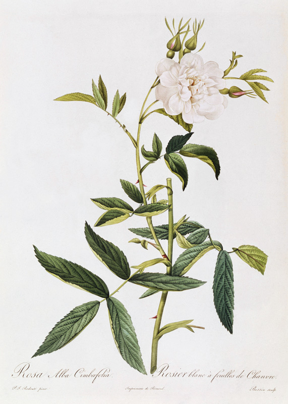 Rosa Alba Cimbaefolia od Pierre Joseph Redouté