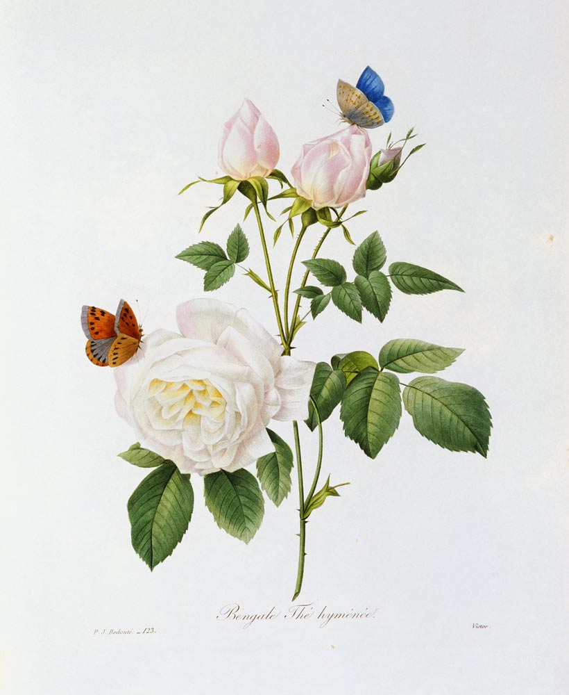 Rosa Bengale the Hymenes od Pierre Joseph Redouté