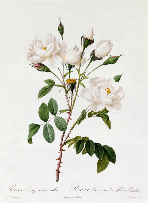 Rosa Campanulata Alba od Pierre Joseph Redouté