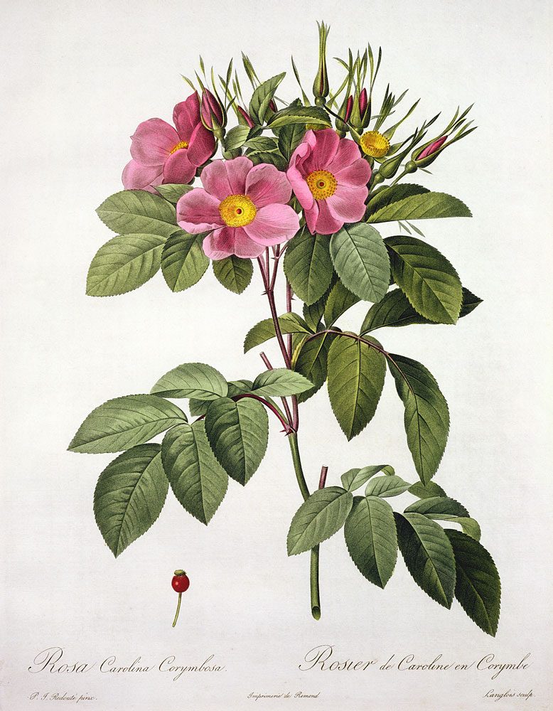 Rosa Carolina Corymbosa, engraved by Langlois, from 'Les Roses' od Pierre Joseph Redouté
