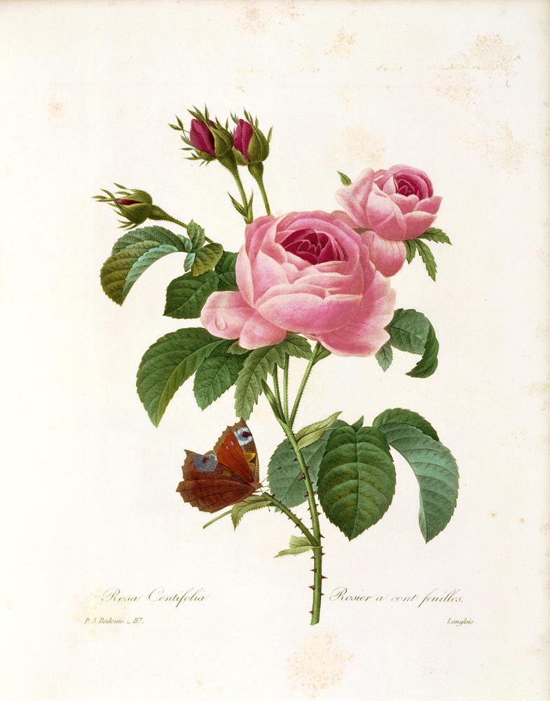 Rosa Centifolia od Pierre Joseph Redouté