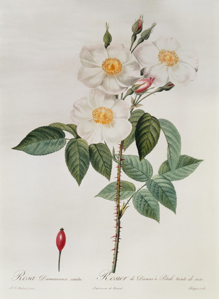 Rosa Damascena Subalba od Pierre Joseph Redouté