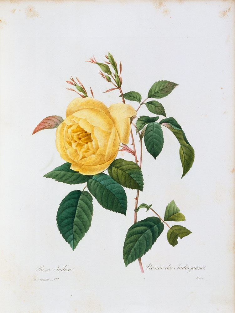 Rosa Indica / Redouté 1835 od Pierre Joseph Redouté