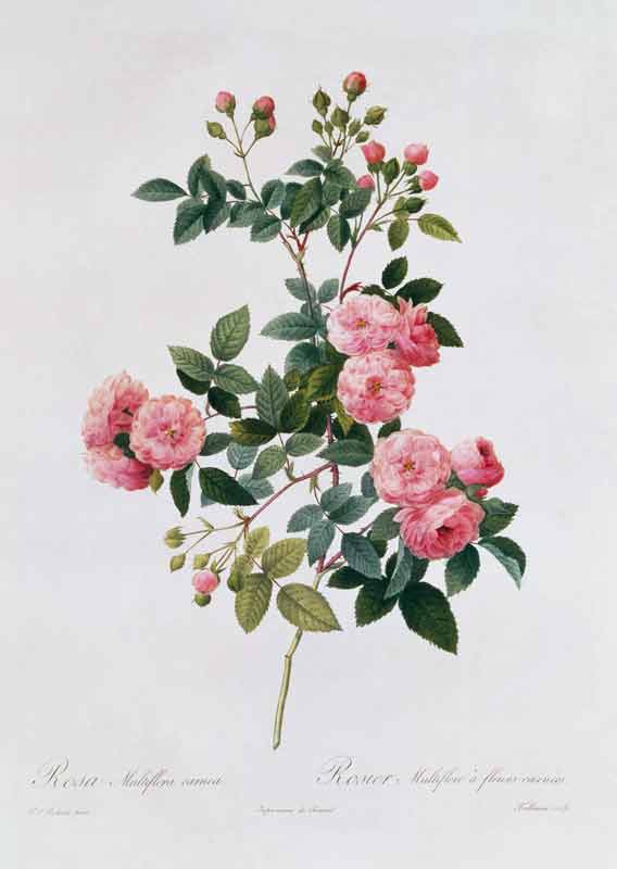 Rosa Multiflora Carnea od Pierre Joseph Redouté