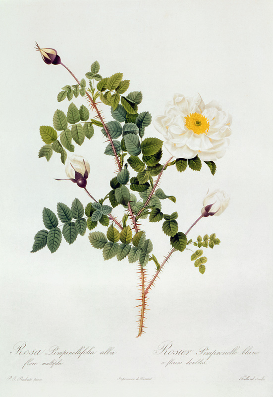 Rosa Pimpinellifolia Alba Flore Multiplei od Pierre Joseph Redouté