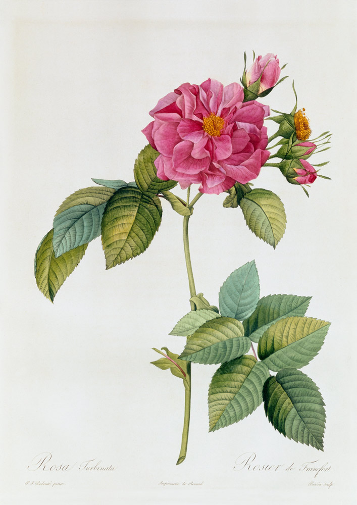 Rosa Turbinata od Pierre Joseph Redouté