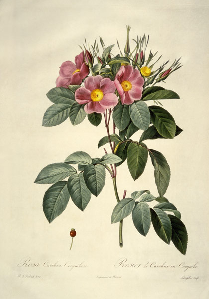 Rosa carolina corymbosa / after Redoute od Pierre Joseph Redouté