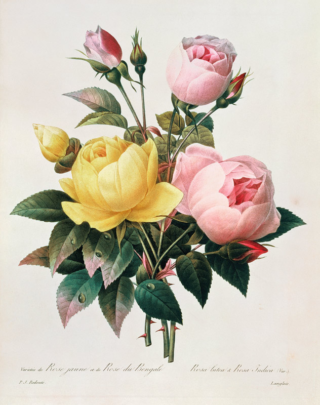 Rosa lutea and Rosa indica, from 'Les Choix des Plus Belles Fleurs' od Pierre Joseph Redouté