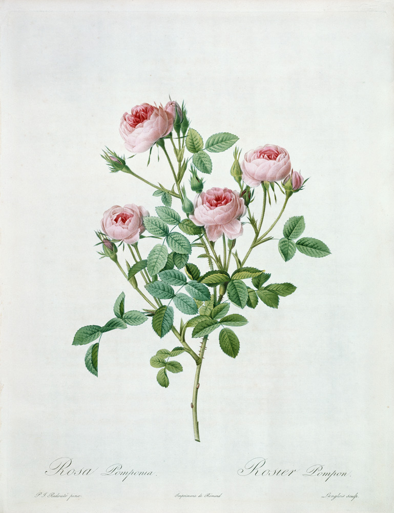Rosa pomponia, engraved by Langlois, from 'Les Roses' od Pierre Joseph Redouté