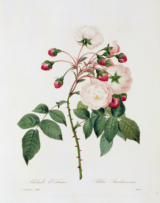 Rose Adelia Aurelianensis / Redouté 1835 od Pierre Joseph Redouté
