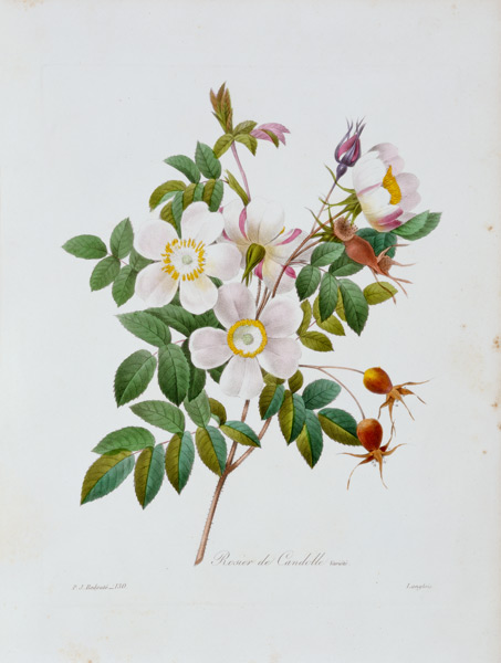 Rose, Candolle / Redouté 1835 od Pierre Joseph Redouté
