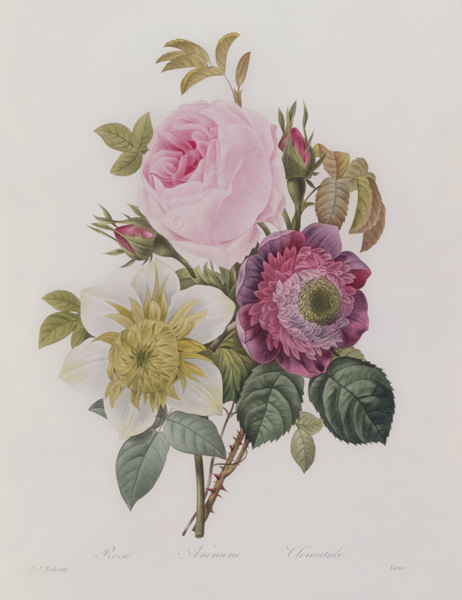 Rose, anemone and Clematide od Pierre Joseph Redouté