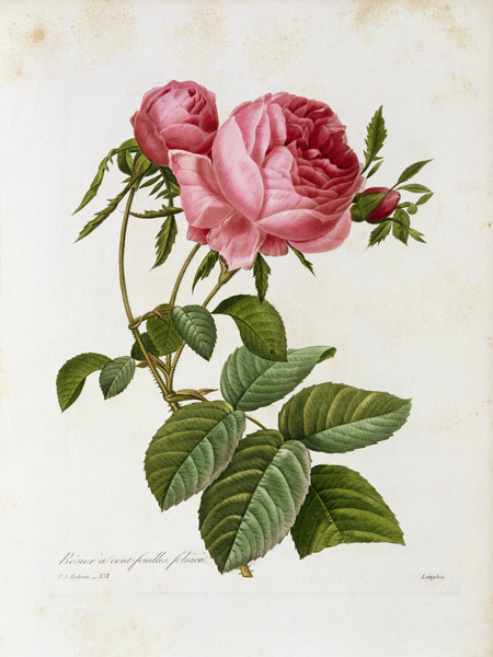 Růže / Redouté 1835, 131 od Pierre Joseph Redouté