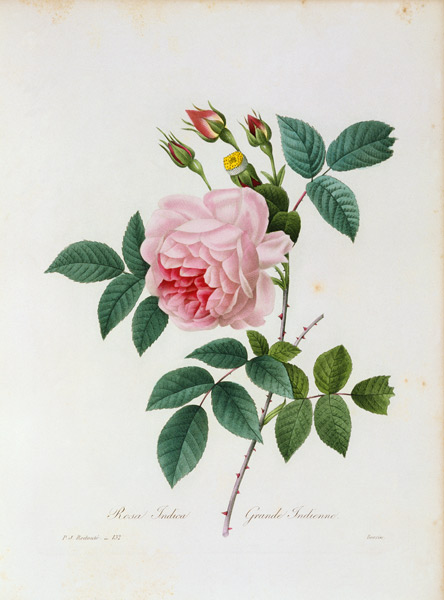 Tea Rose / Redouté 1835 od Pierre Joseph Redouté