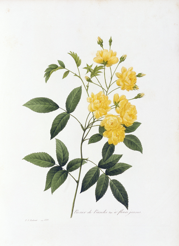 Yellow Lady Banks Rose / Redouté 1835 od Pierre Joseph Redouté