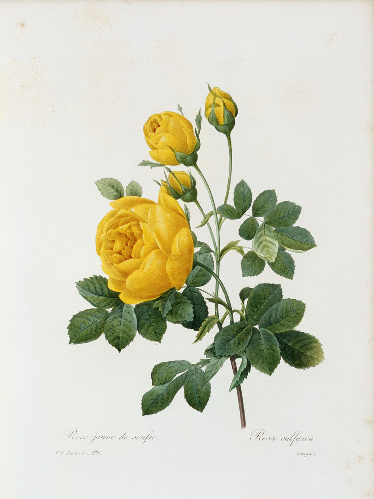 Yellow Rose / / Redouté 1835 od Pierre Joseph Redouté
