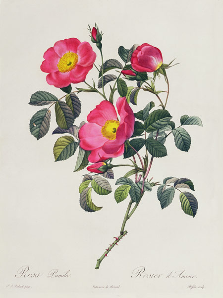Rosa Lumila od Pierre Joseph Redouté