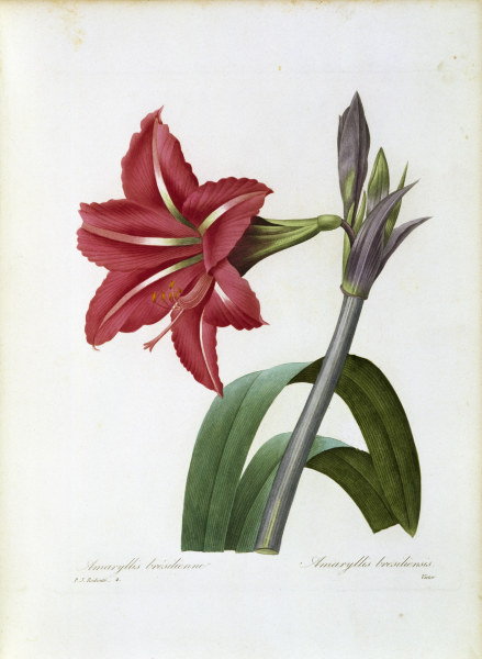 Amaryllis brasiliensis / Redouté od Pierre Joseph Redouté