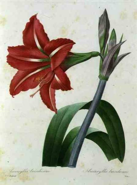 Amaryllis bresiliensis (Brazilian amaryllis), engraved by Victor, from 'Choix des Plus Belles Fleur' od Pierre Joseph Redouté