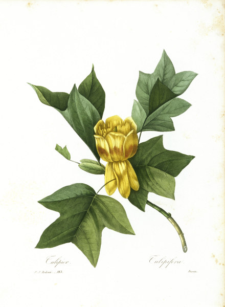 American Tulip Tree / Redouté od Pierre Joseph Redouté