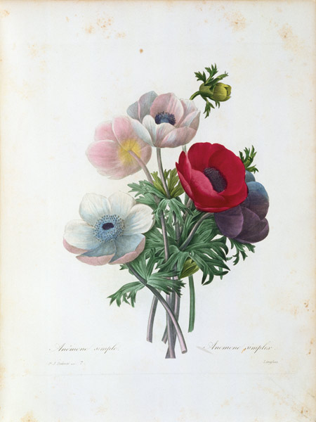 Anemone simplex / Redouté od Pierre Joseph Redouté