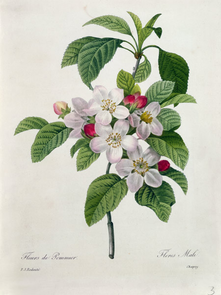 Apple Blossom, from 'Les Choix des Plus Belles Fleurs' od Pierre Joseph Redouté