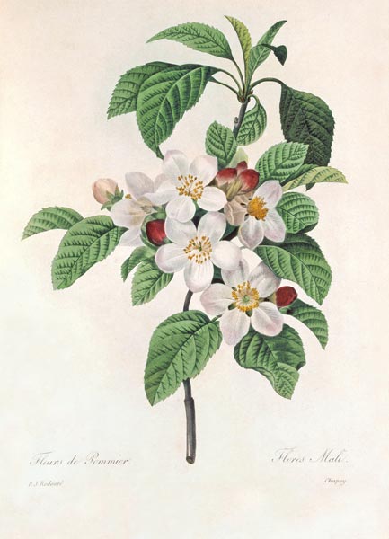 Apple blossom / Redouté od Pierre Joseph Redouté