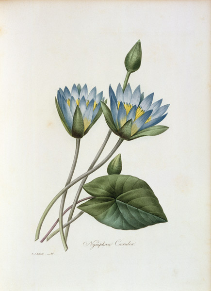 Blue Lotus / Redouté od Pierre Joseph Redouté
