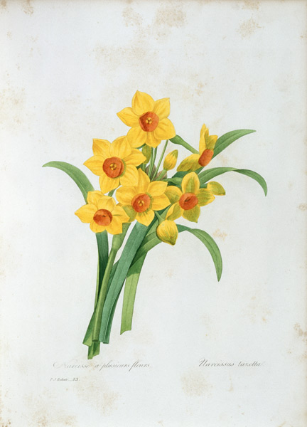 Bunch-flowered Narcissus / Redouté od Pierre Joseph Redouté