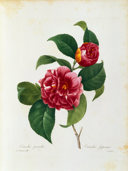 Camellia / Redouté od Pierre Joseph Redouté