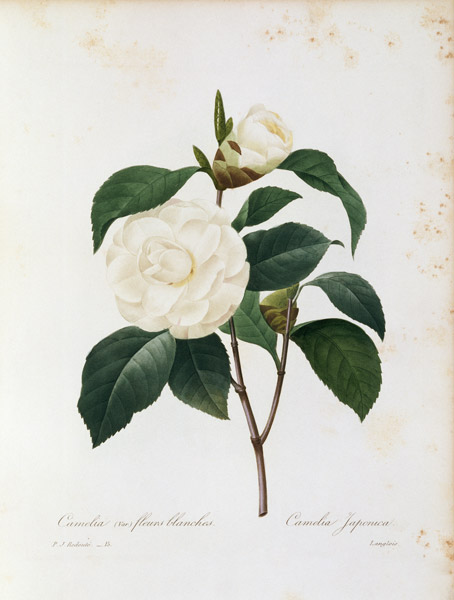 Camellia / Redouté od Pierre Joseph Redouté