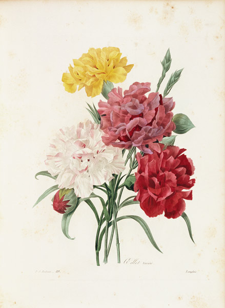 Carnations / Redouté od Pierre Joseph Redouté