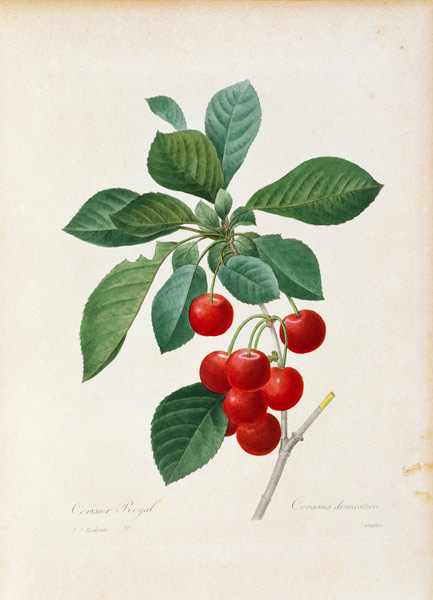 Cherry / Redouté od Pierre Joseph Redouté