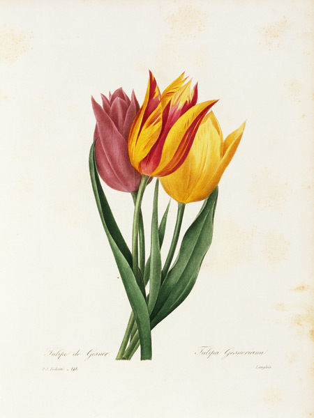 Didier s tulip / Redouté od Pierre Joseph Redouté