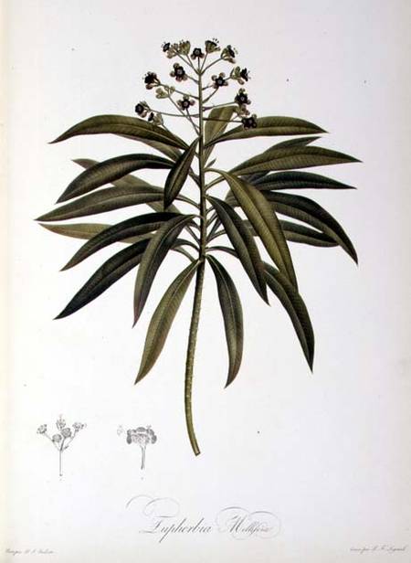 Euphorbia Mellifera, from `Le Jardin de la Malmaison' od Pierre Joseph Redouté