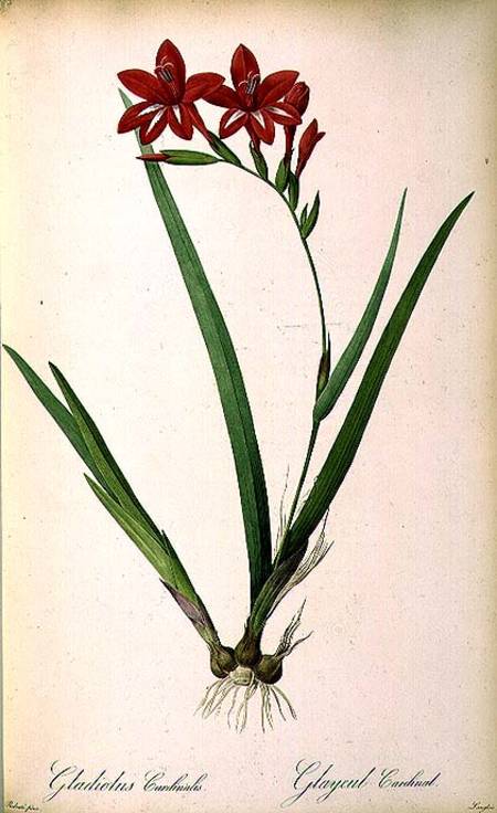 Gladiolus Cardinalis, from `Les Liliacees' od Pierre Joseph Redouté