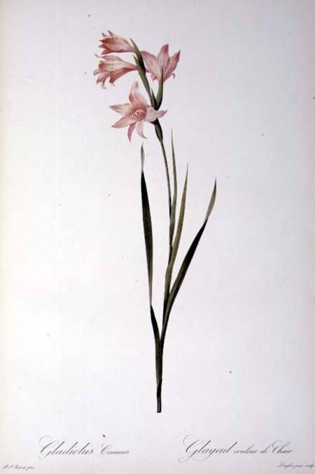 Gladiolus Carneus, from `Les liliacees' od Pierre Joseph Redouté